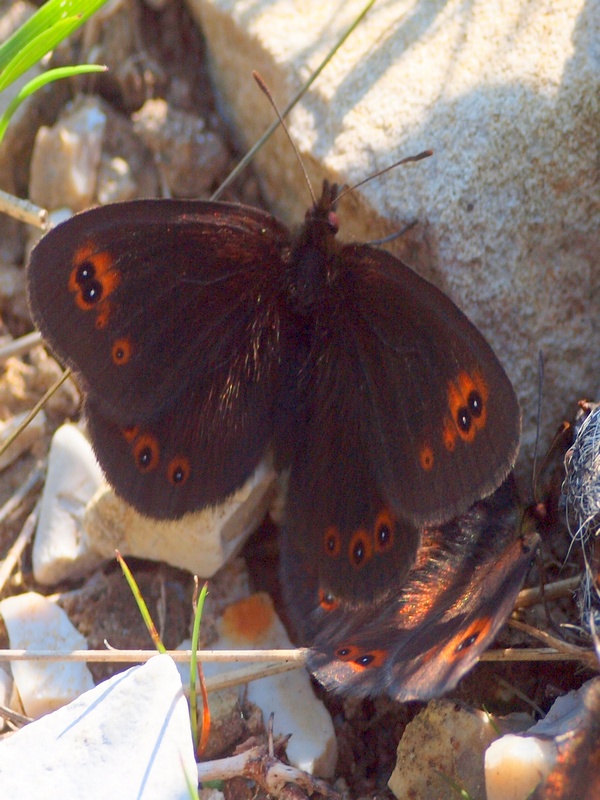 Erebia? - Erebia medusa